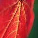 Cercis leaf
