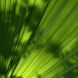 Palm leaf - sunlight and shadow