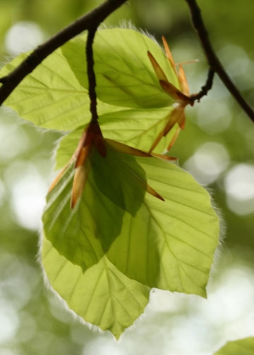 Beech Leaves-Epping Forest banner-2nd image