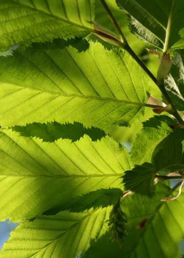 Hornbeam leaves-Epping Forest banner-3rd image