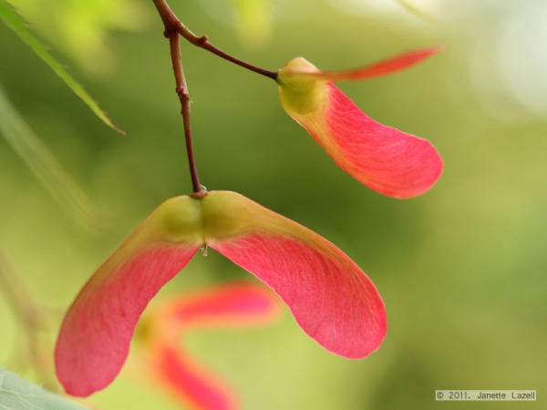 Sycamore Wings - photo inspiration Sycamore Wings