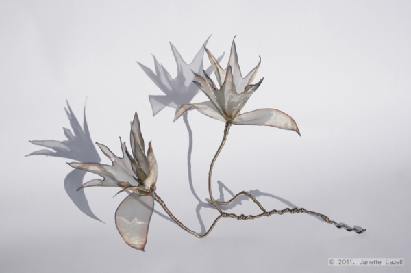 'Spring-Acer Into Leaf' shadows 'Spring-Acer Into Leaf' shadows