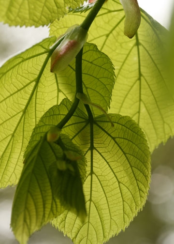 Lime leaves-Epping Forest banner-4th image Lime leaves-Epping Forest banner-4th image
