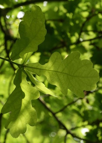 Oak leaves-Epping Forest banner-5th image