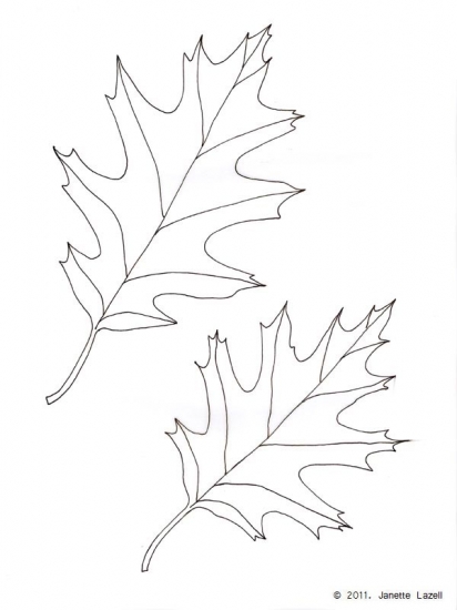 Oak-Quercus Rubra-Red Oak 2-line drawing