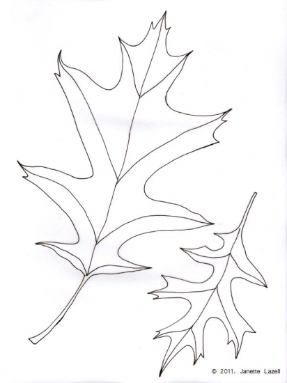 Oak-Quercus Palustris-Pin Oak 2-line drawing 