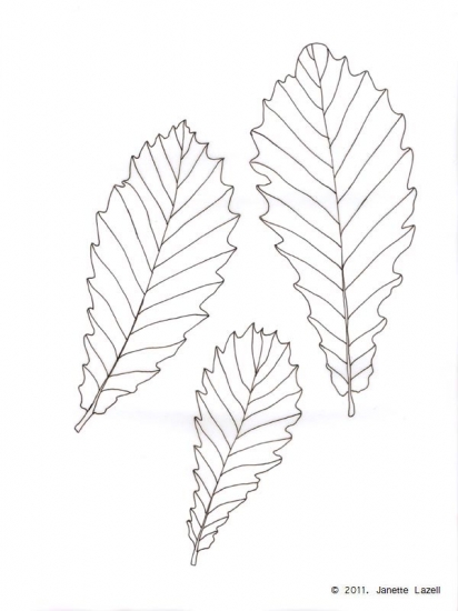 Oak-Quercus x Hickelii-line drawing
