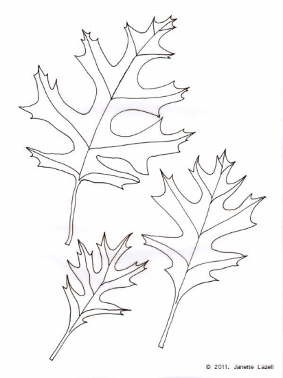 Oak-Querus Coccinea Splendends-Scarlet Oak-line drawing