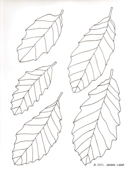Oak-Quercus Castaneifolia-Chestnut leaved Oak - line drawing