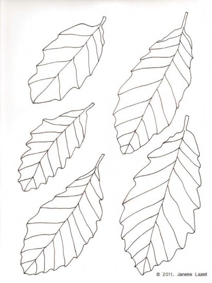 Oak-Quercus Castaneifolia-Chestnut leaved Oak - line drawing Oak-Quercus Castaneifolia-Chestnut leaved Oak - line drawing