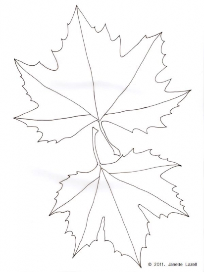 London Plane-Platinus hispanica - line drawing London Plane-Platinus hispanica