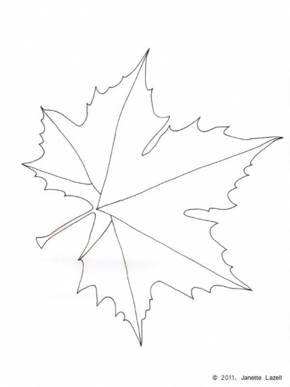 London Plane-Platinus x hispanica - line drawings London Plane-Platinus x hispanica
