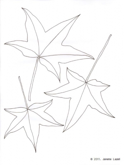 Sweet Gum-Liquidambar styraciflua - line drawing Sweet Gum-Liquidambar styraciflua