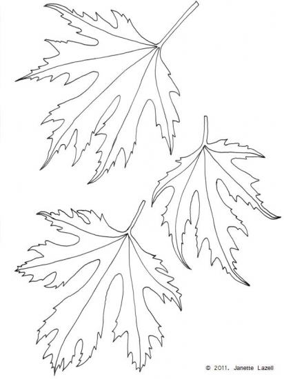 Scan26-Acer-with serrated edges.jpg