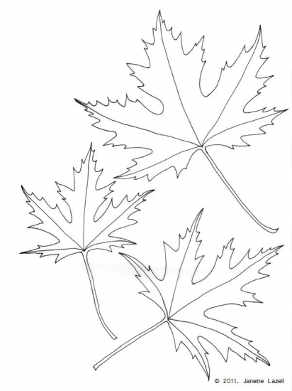Acer-Silver Maple-Acer Saccharinum Lutescens - line drawing Acer-Silver Maple-Acer Saccharinum Lutescens