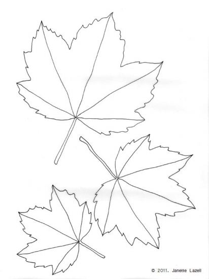 Acer-Sycamore Maple-Acer Pseudoplatanus - line drawing Acer-Sycamore Maple-Acer Pseudoplatanus