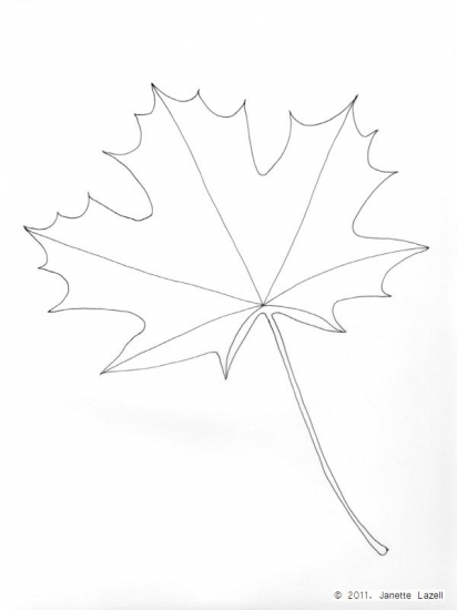 Acer-Norway Maple - line drawing Acer-Norway Maple