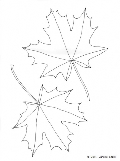 Acer-Norway Maple - line drawing Acer-Norway Maple