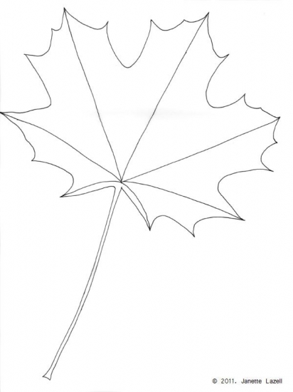 Acer-Norway Maple - line drawing Acer-Norway Maple