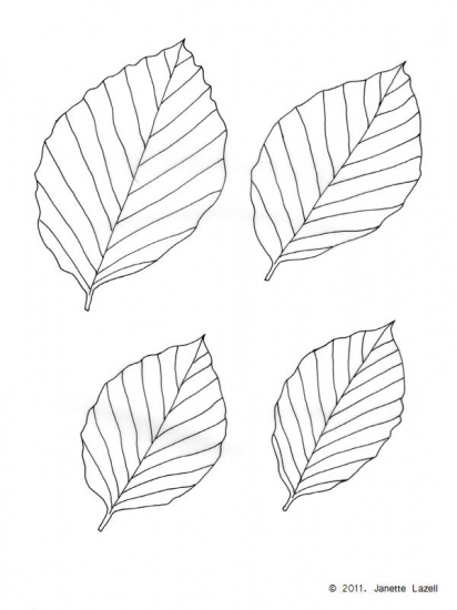 Beech- Fagus Sylvatica-European Beech - line drawing Beech- Fagus Sylvatica-European Beech