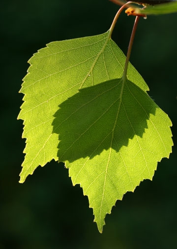 Silver Birch leaves-Epping Forest banner-1st image